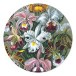 Vintage Haekel Botanical Sticker