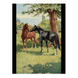Vintage Horse Mare Stallion Equestrian Post Cards