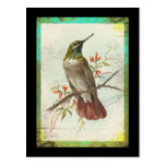 Vintage Hummingbird Post Card
