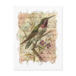 Vintage Hummingbird postcards