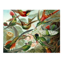 Vintage Hummingbirds Post Card