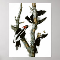 Vintage Ivory-billed Woodpecker Poster Print