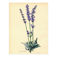 Vintage Lavendar Postcard