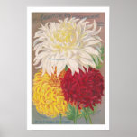 Vintage Magnificent Mums posters