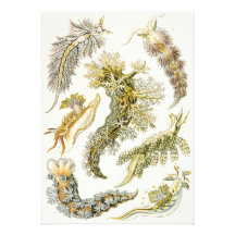 Vintage Marine Life Animals, Snails and Sea Slugs Personalized Announcement