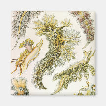 Vintage Marine Life Animals, Snails and Sea Slugs Fridge Magnets