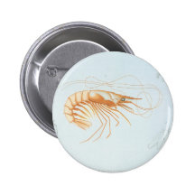 Vintage Marine Life Ocean Animal; Shrimp Anatomy Pinback Button