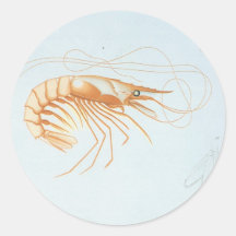 Vintage Marine Life Ocean Animal; Shrimp Anatomy Round Stickers