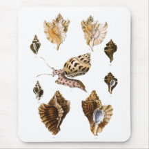 Vintage Marine Life Organisms, Snails, Mollusks Mousepads