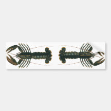Vintage Marine Ocean Life Crustacean, Lobster Bumper Stickers