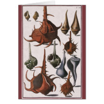 Vintage Marine Ocean Life, Seashells Sea Shells Cards