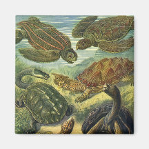 Vintage Marine Reptiles, Sea Turtles Land Tortoise Magnets