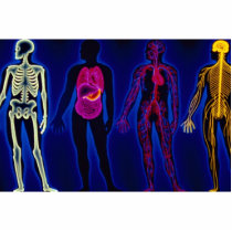 Vintage Medical, human systems Photo Sculpture