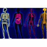 Vintage Medical, human systems photo sculptures