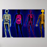 Vintage Medical, human systems posters