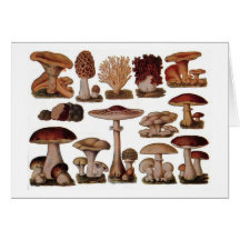 Vintage Mushroom Card