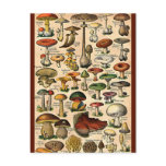 Vintage Mushroom Guide postcards