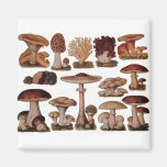 Vintage Mushroom Refrigerator Magnets