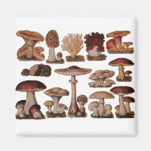 Vintage Mushroom Refrigerator Magnets