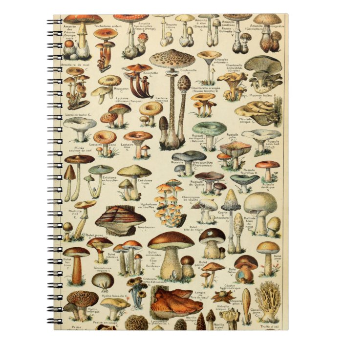 Vintage Mushrooms Fungi Notebook Zazzle