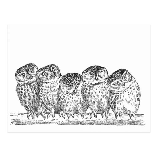Vintage Owls Post Cards
