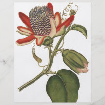Vintage Passion Flower Custom Flyer