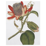Vintage Passion Flower flyers