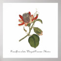 Vintage Passion Flower Illustration posters