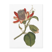 Vintage Passion Flower
