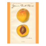 Vintage Peaches Postcard