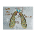 Vintage Peacock Grunge Damask on Grey postcards