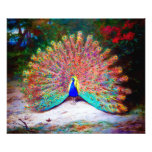 Vintage Peacock Painting Photograph