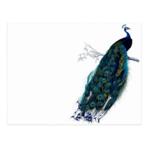 Vintage Peacock Post Card