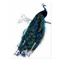 Vintage Peacock Post Card