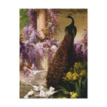 Vintage Peacock postcards