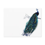 Vintage Peacock Post Card