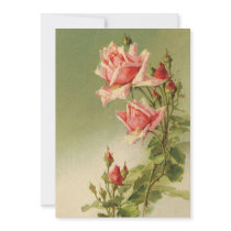 Vintage Pink Garden Roses for Valentine's Day Announcements