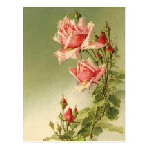 Vintage Pink Garden Roses for Valentine's Day Postcards