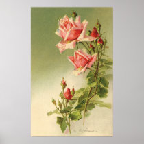 Vintage Pink Garden Roses for Valentine's Day Posters