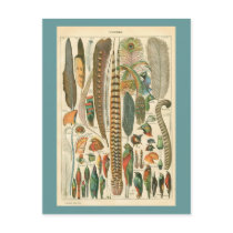 Vintage Plumes