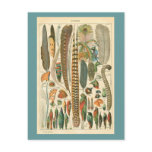 Vintage Plumes postcards
