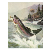 Vintage Rainbow Trout Fish Fisherman Fishing Post Cards