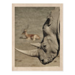 VIntage Rhino Postcard
