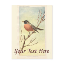 Vintage Robin Postcard