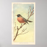 Vintage Robin Poster posters