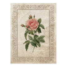 Vintage Rose I postcard