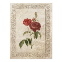 Vintage Rose II postcard
