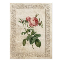 Vintage Rose III postcard