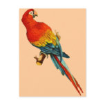 Vintage *Scarlet Macaw* Parrot Desing postcards