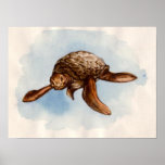 Vintage Sea Turtle Illustration Poster